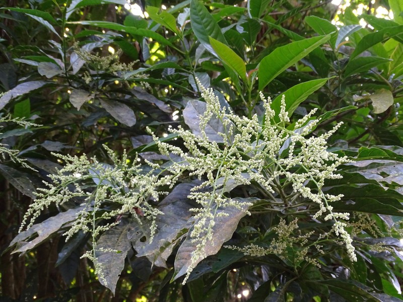 Iresine arbuscula photo 7