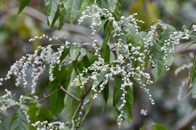 Iresine arbuscula photo 8