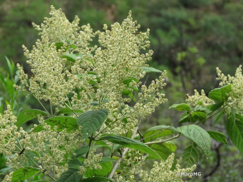 Iresine cassiniiformis