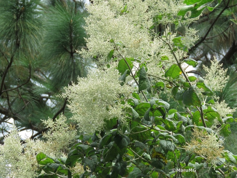 Iresine cassiniiformis photo 2