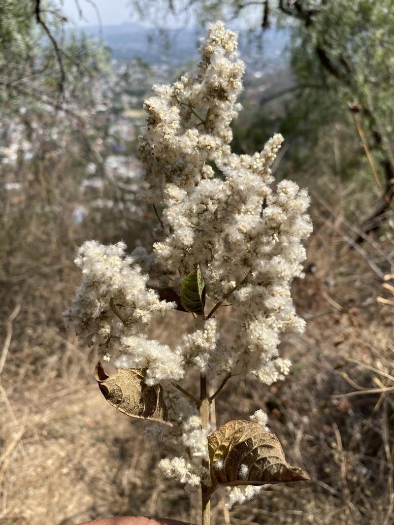 Iresine cassiniiformis photo 3