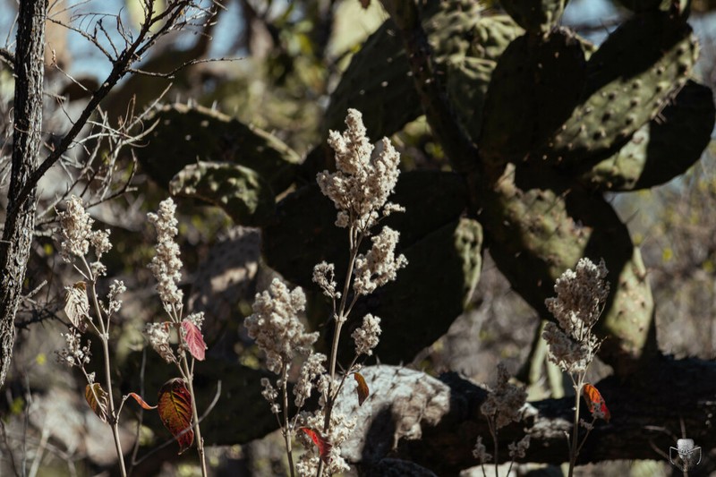 Iresine cassiniiformis photo 4