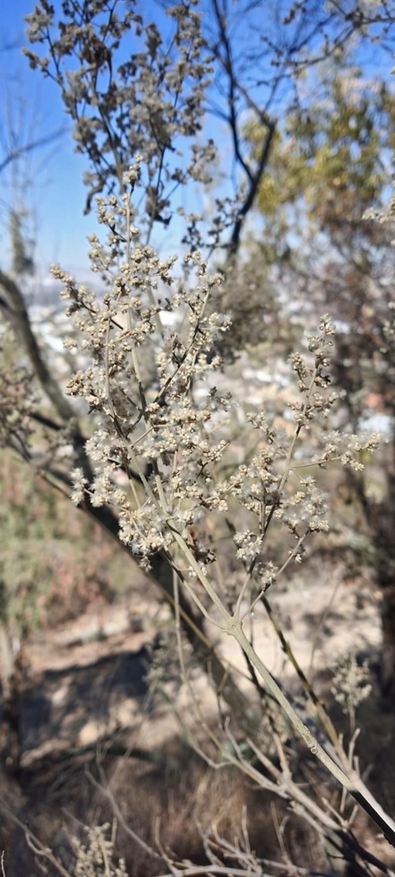 Iresine cassiniiformis photo 5
