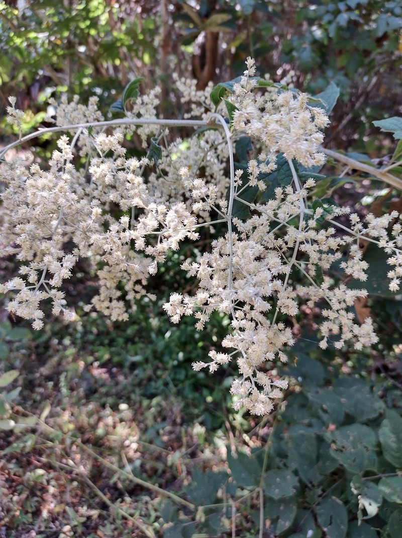 Iresine cassiniiformis photo 6