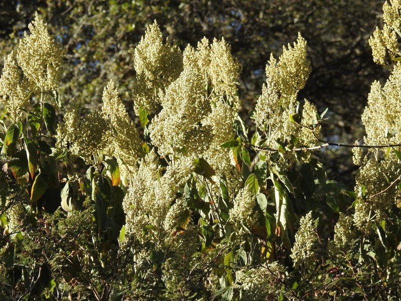 Iresine cassiniiformis photo 7