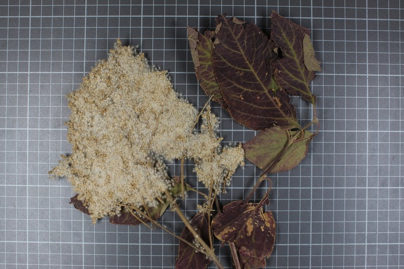 Iresine cassiniiformis photo 8