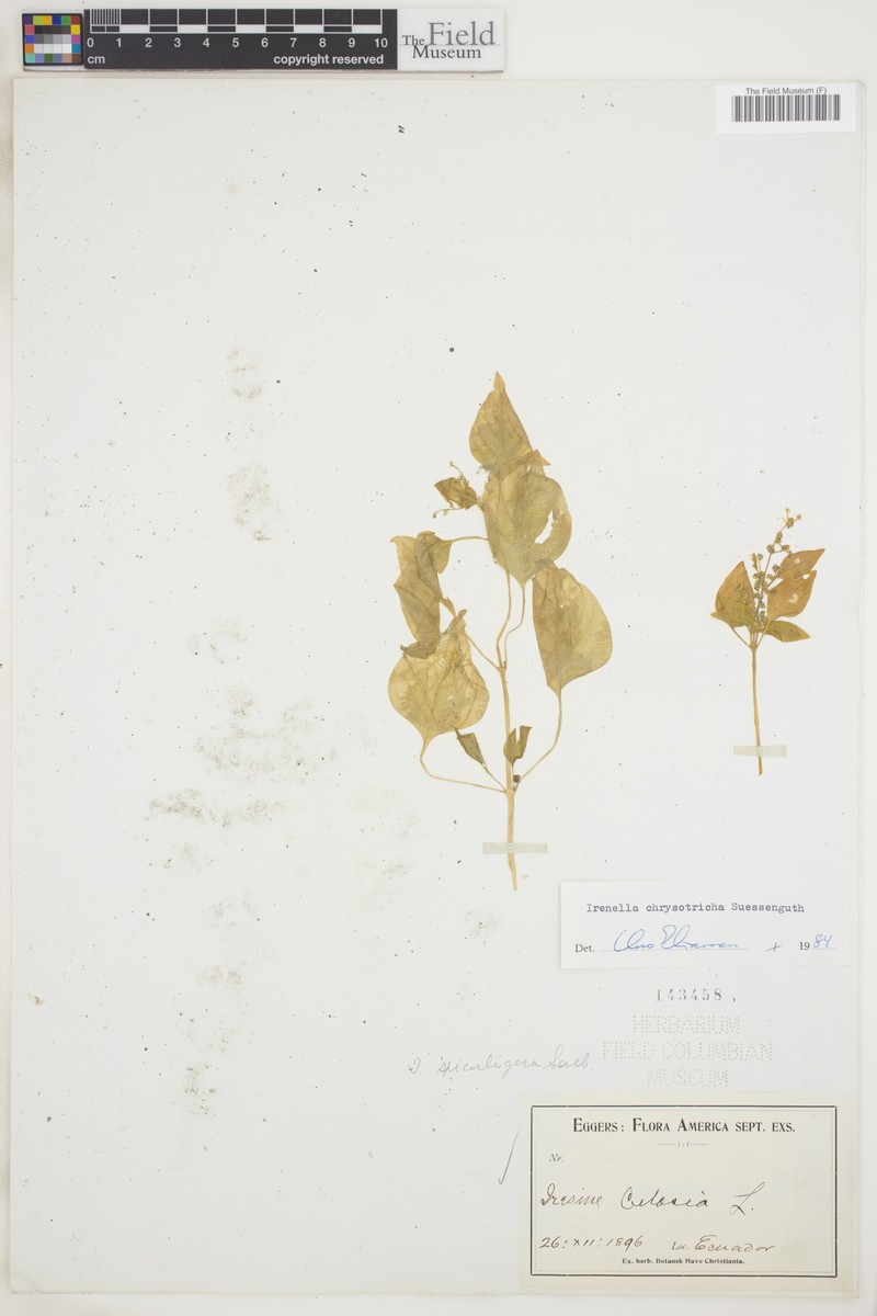 Iresine chrysotricha