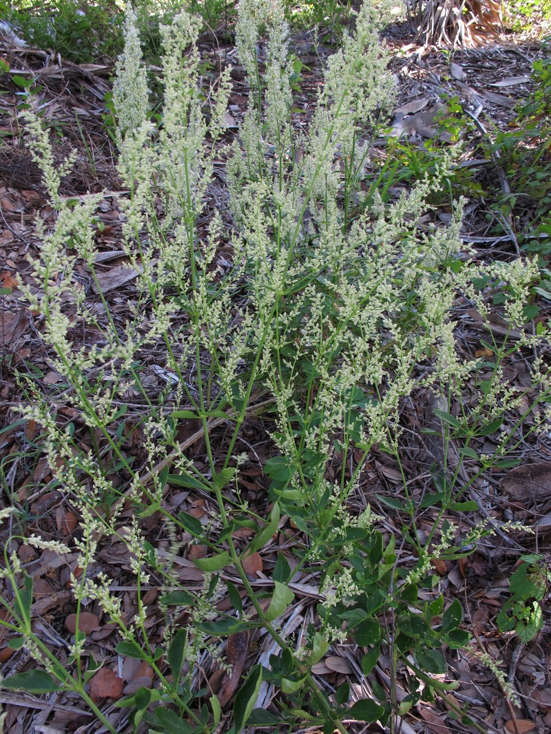 Juba's Bush