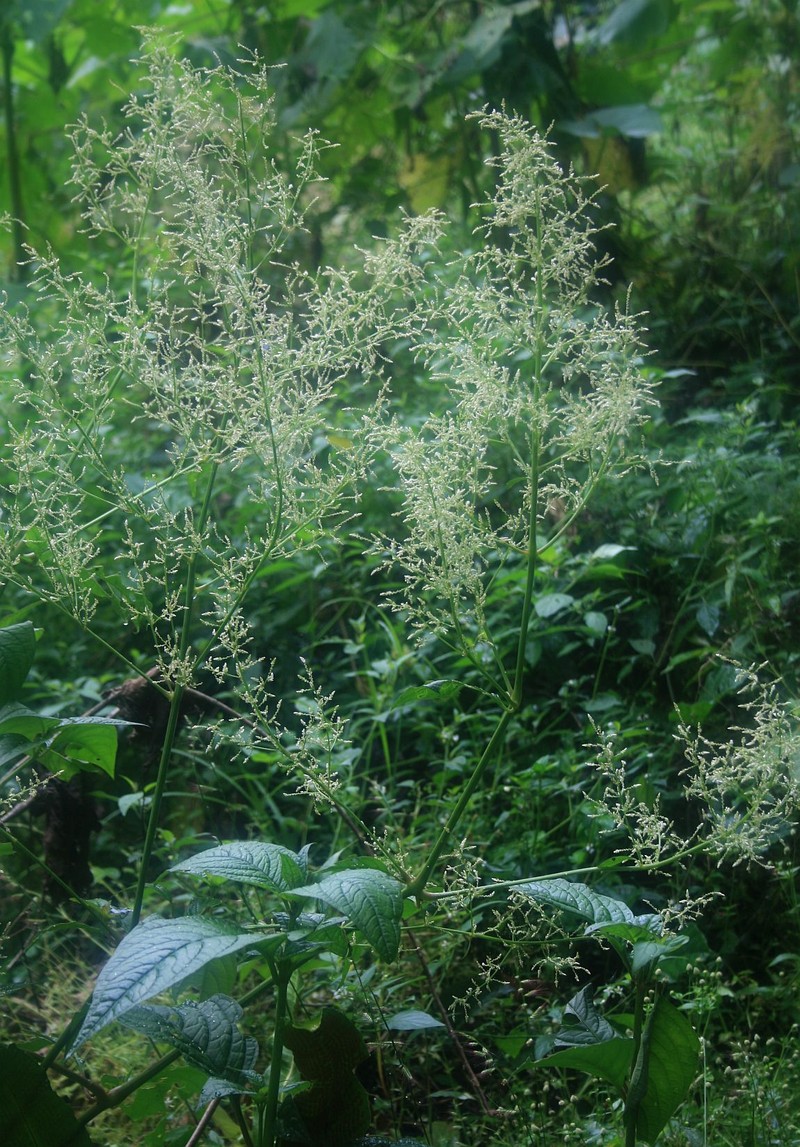 Juba's Bush photo 3