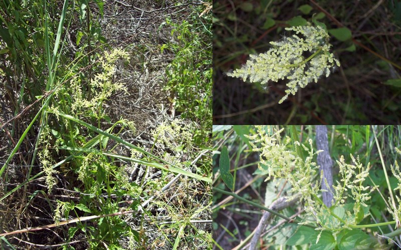 Juba's Bush photo 4
