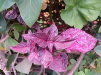 Juba's Bush