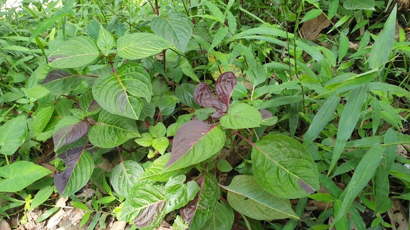 Juba's Bush photo 8