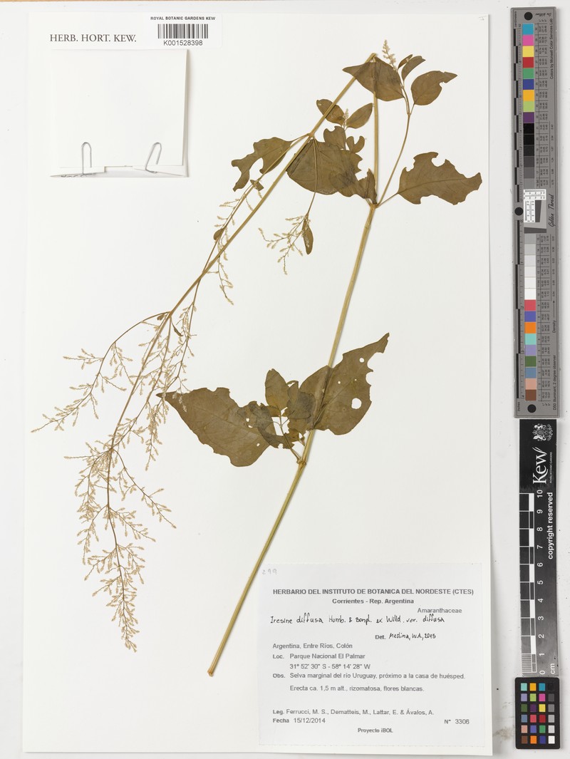 Iresine diffusa f. diffusa