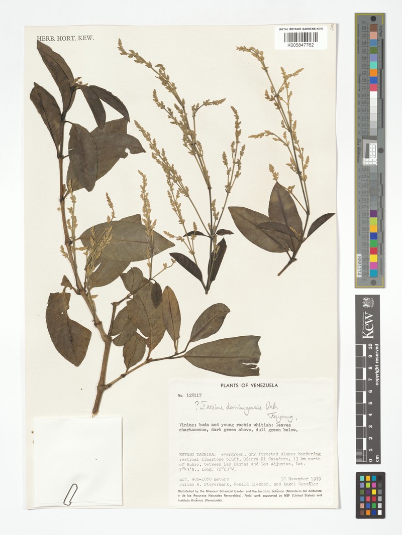 Iresine domingensis