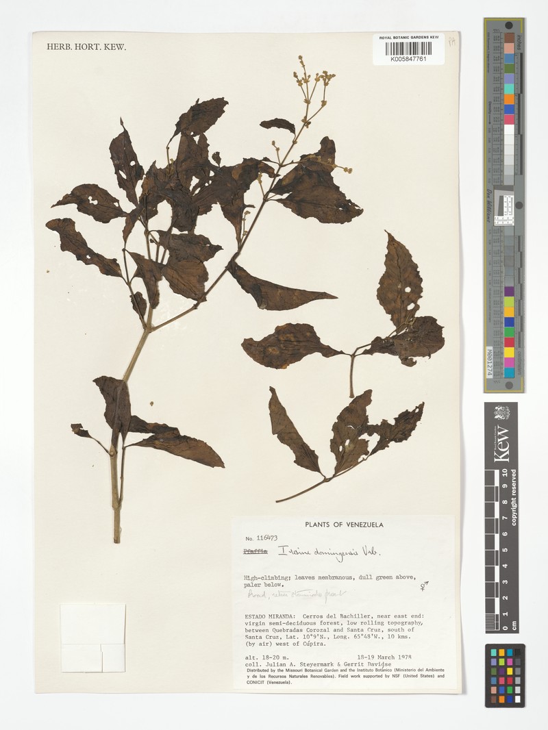 Iresine domingensis photo 2