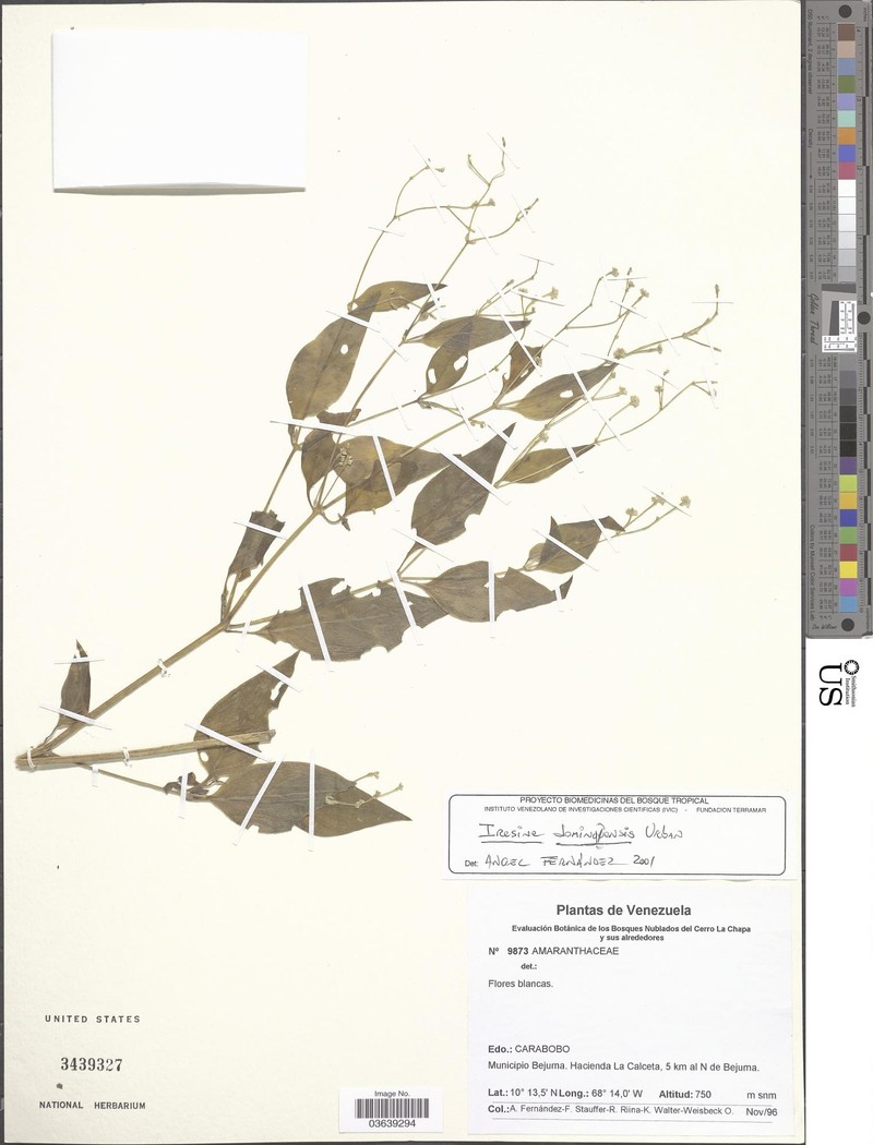 Iresine domingensis photo 3