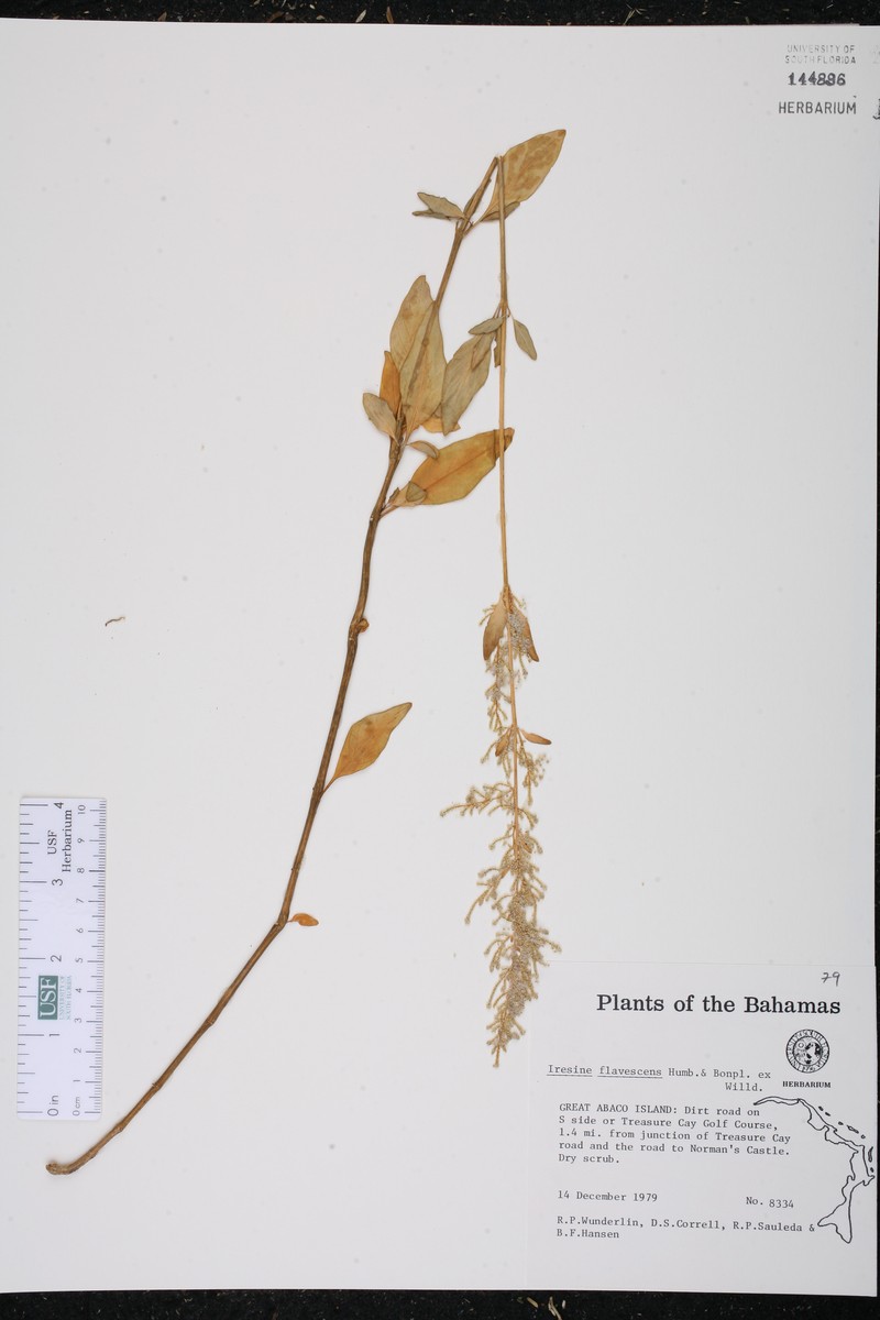 Yellow Bloodleaf