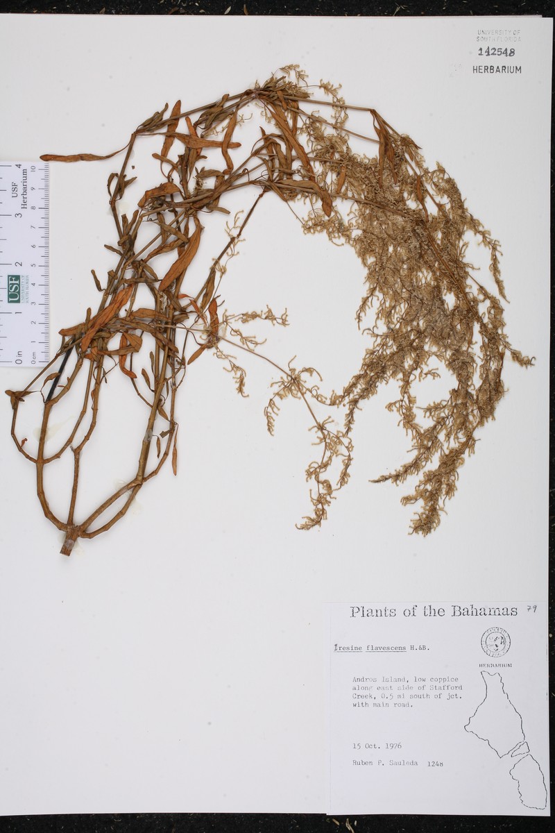 Yellow Bloodleaf photo 2