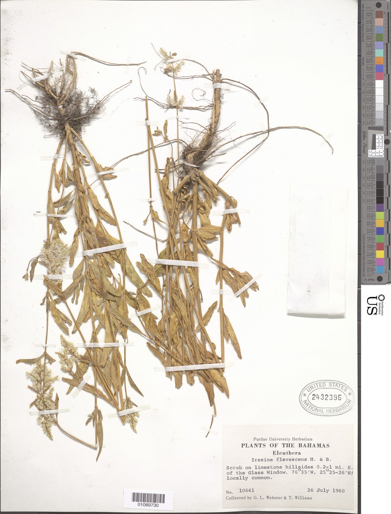 Yellow Bloodleaf photo 3