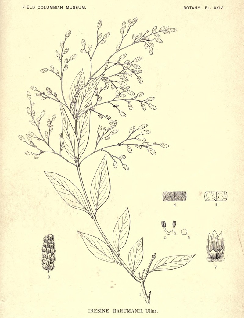 Iresine hartmanii