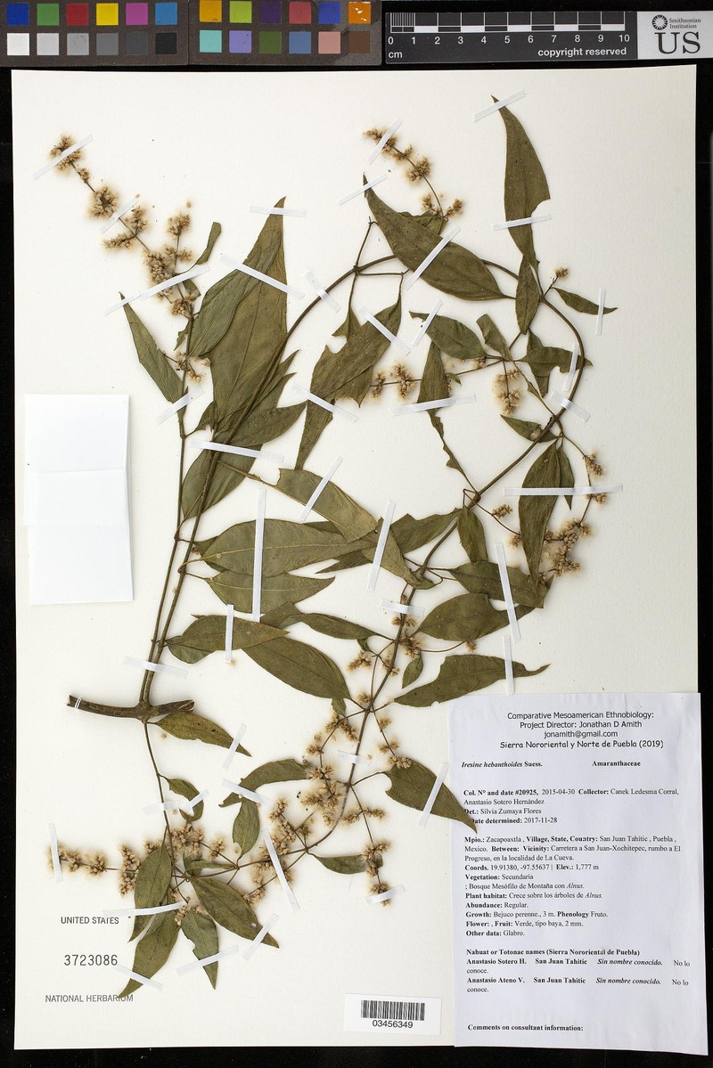 Iresine hebanthoides