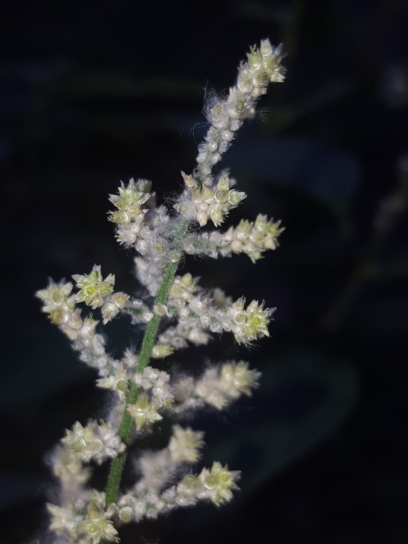 Standley's Bloodleaf