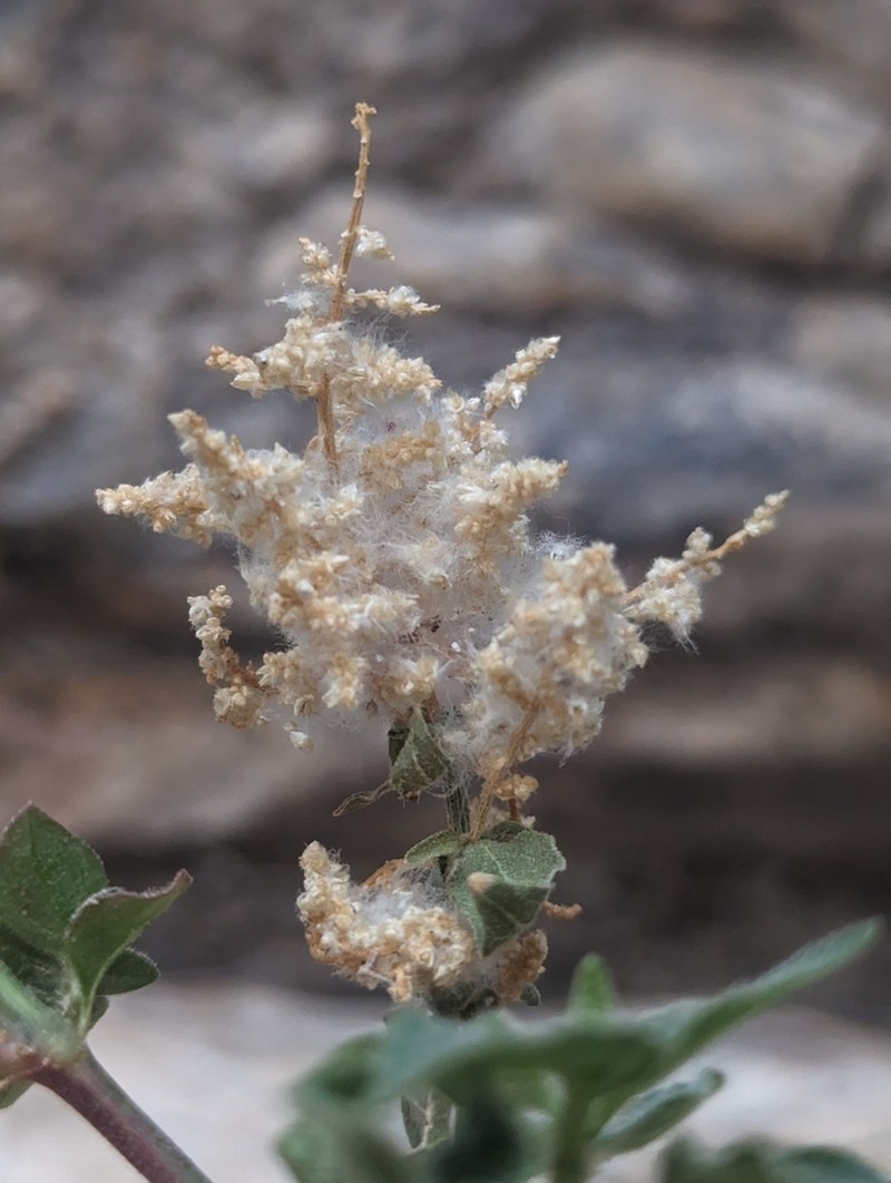 Standley's Bloodleaf