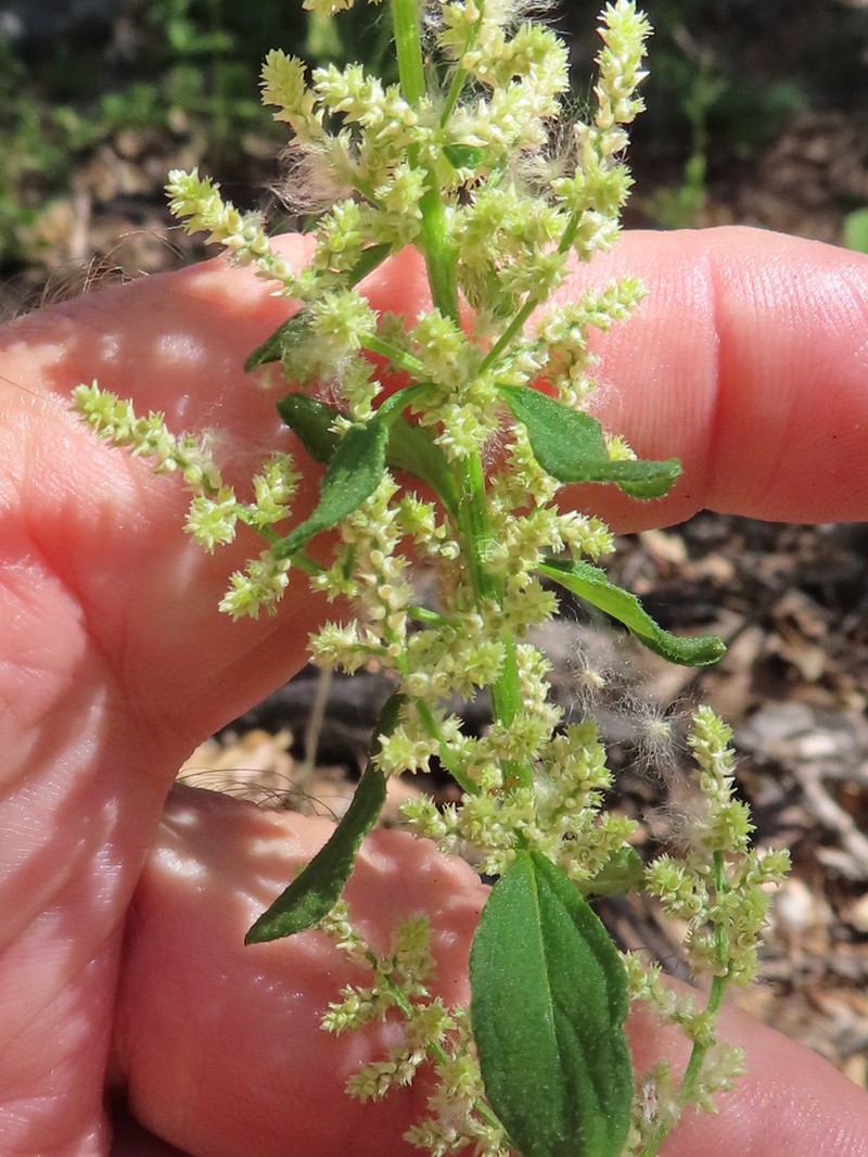 Standley's Bloodleaf photo 2