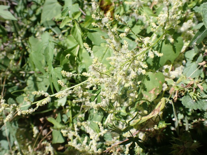 Standley's Bloodleaf photo 3