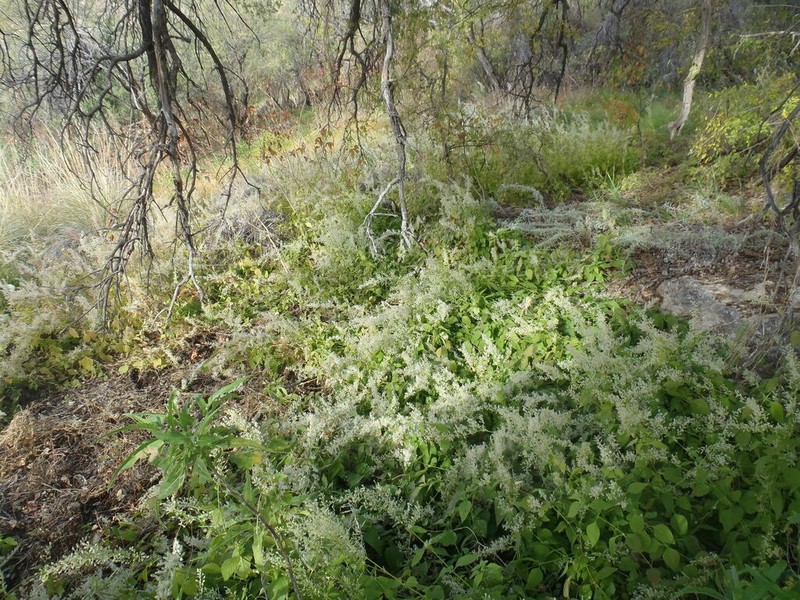 Standley's Bloodleaf photo 4