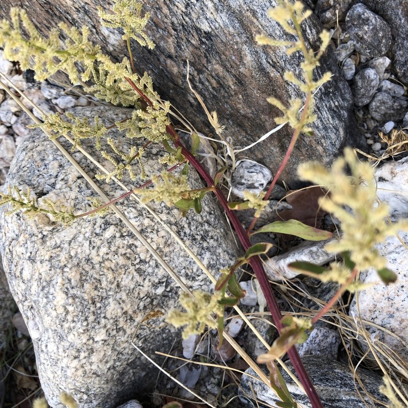 Standley's Bloodleaf photo 5