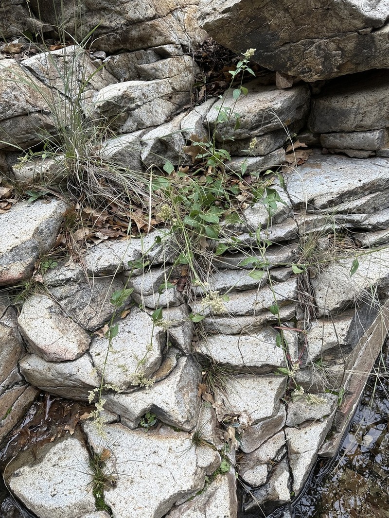 Standley's Bloodleaf photo 6