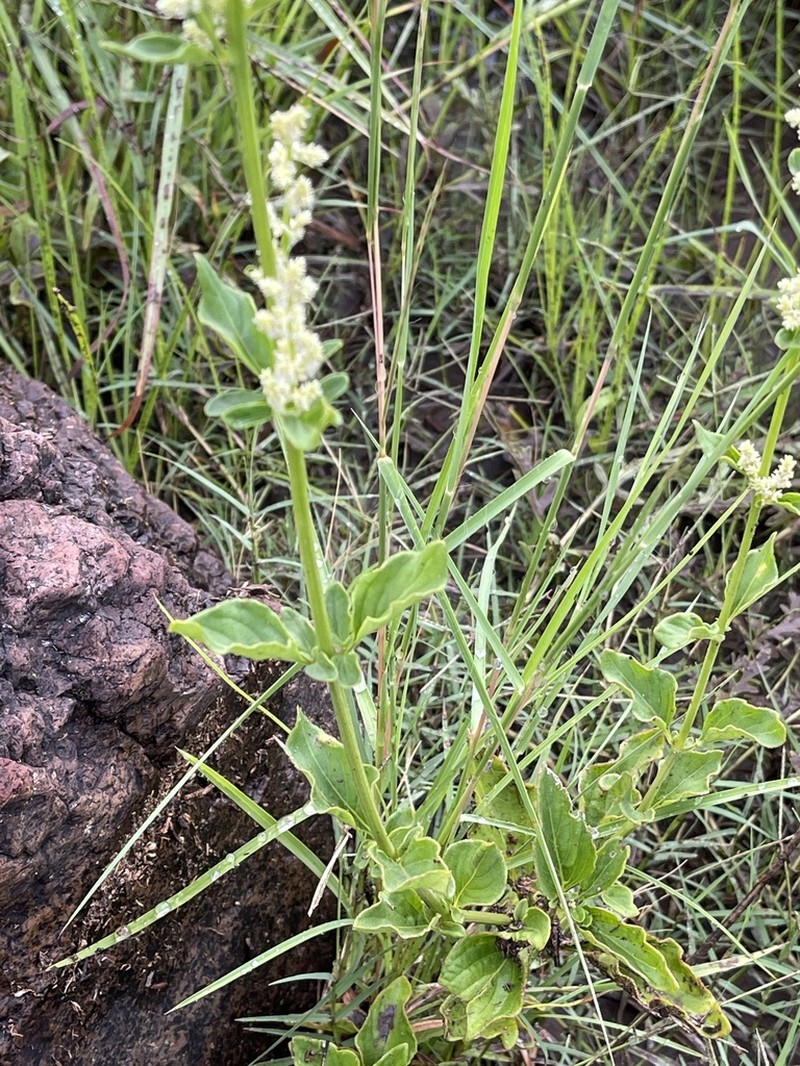 Standley's Bloodleaf photo 7