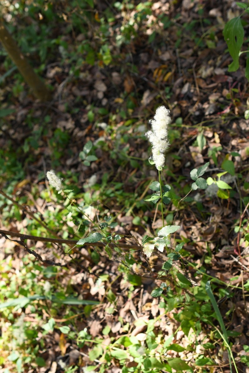 Standley's Bloodleaf photo 8