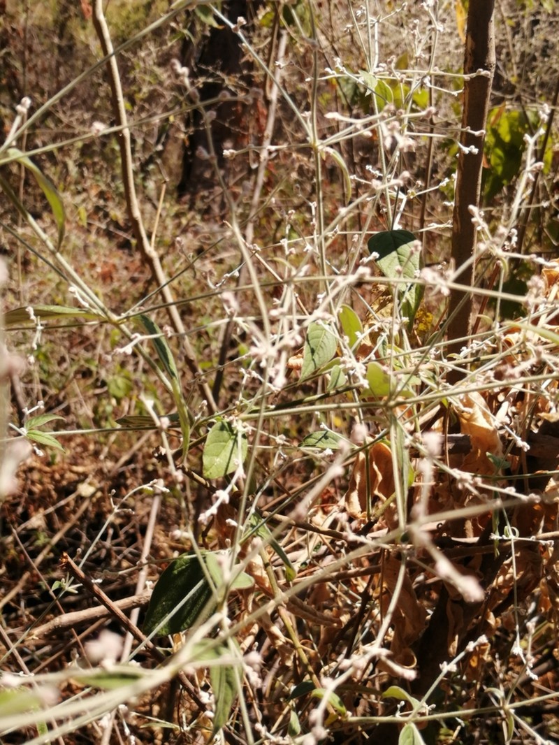 Iresine interrupta