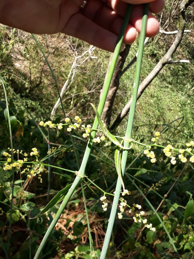 Iresine interrupta photo 2