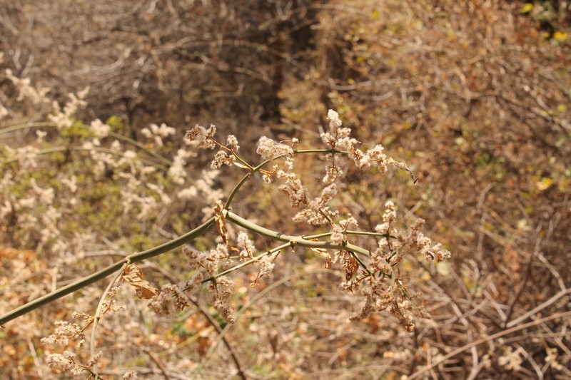 Iresine interrupta photo 5