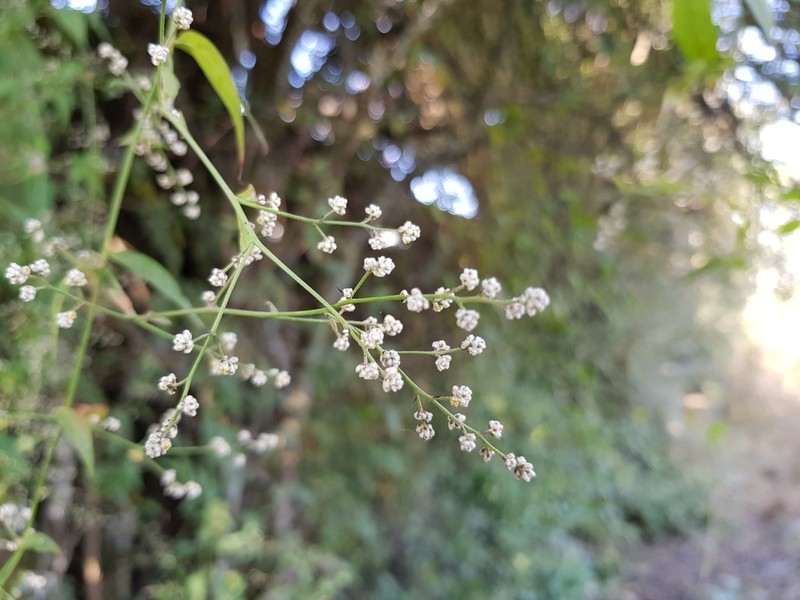 Iresine interrupta photo 6