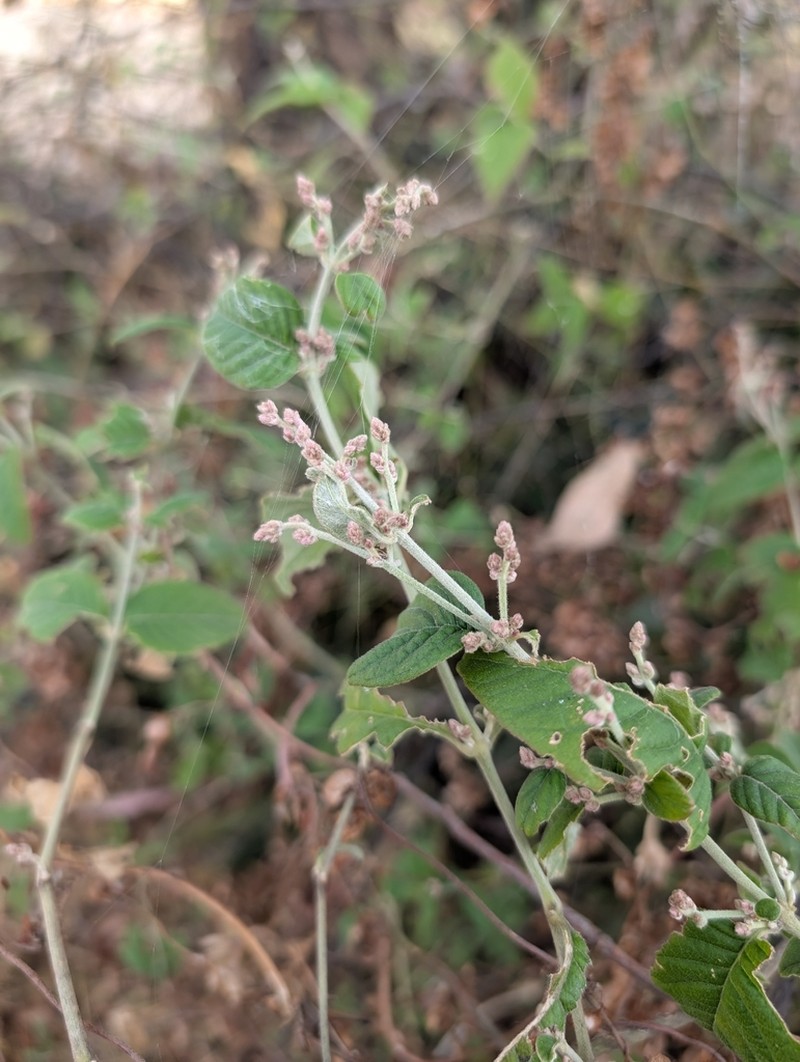 Iresine latifolia