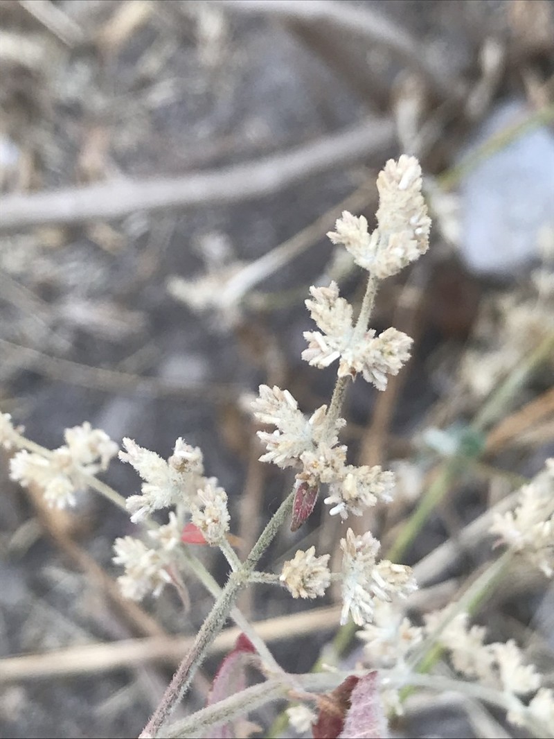 Iresine latifolia photo 2