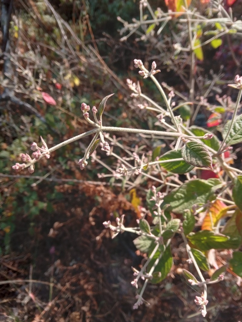 Iresine latifolia photo 3