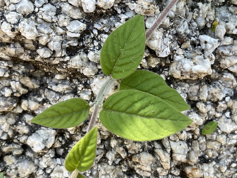 Iresine latifolia photo 4