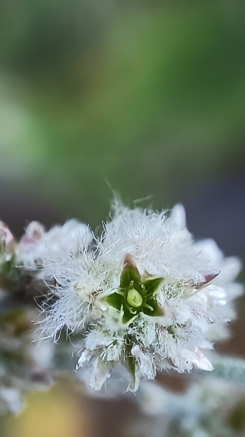 Iresine latifolia photo 6