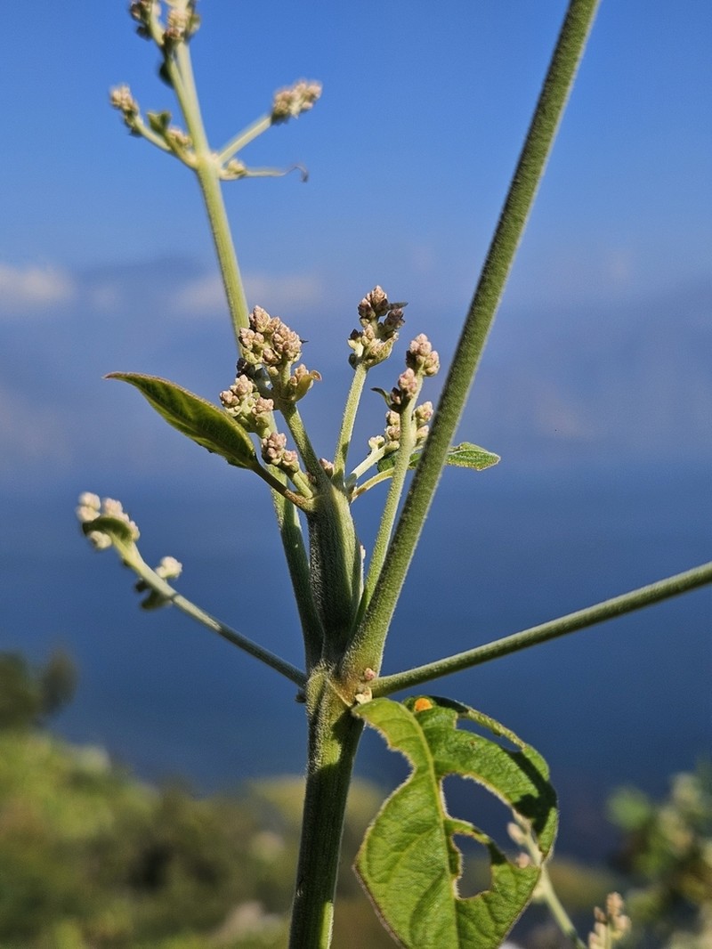Iresine latifolia photo 7