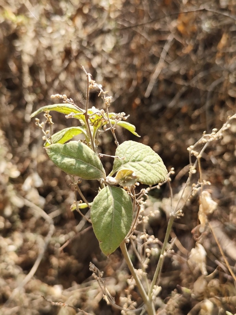 Iresine latifolia photo 8