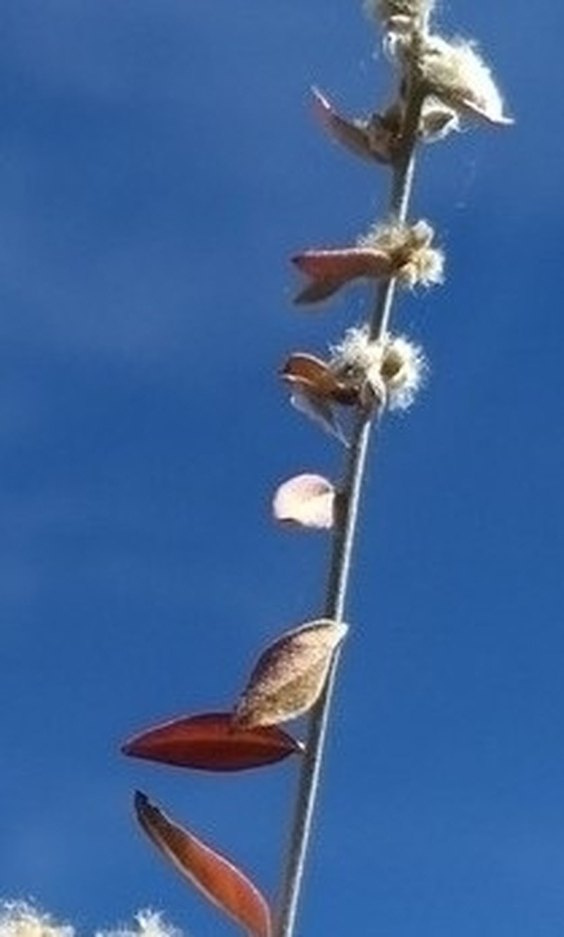 Texas Shrub