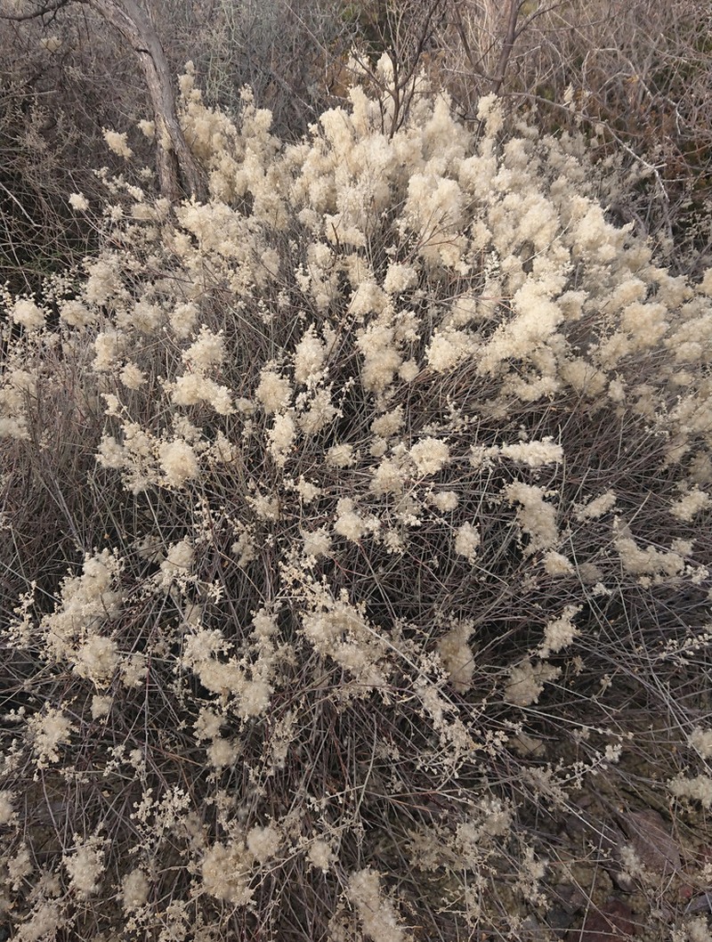 Texas Shrub photo 3