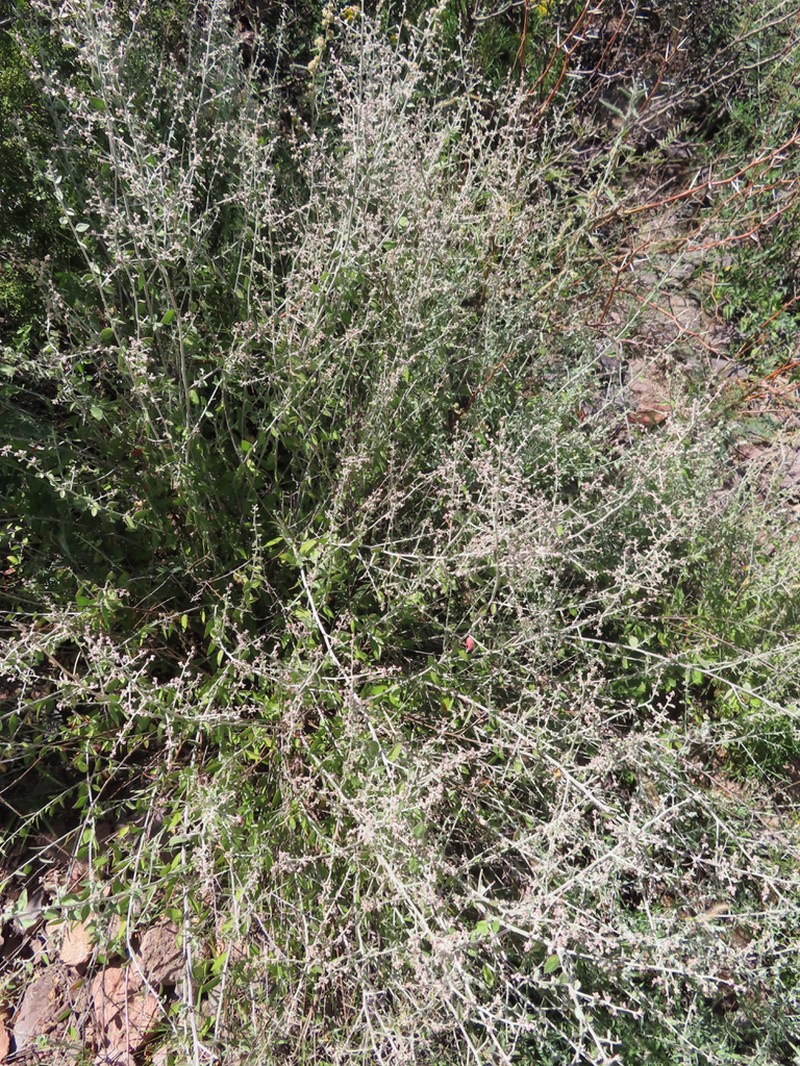 Texas Shrub photo 4