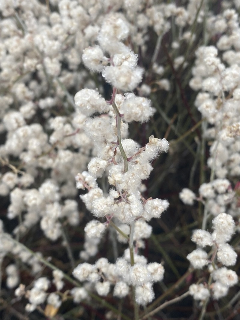 Texas Shrub photo 5