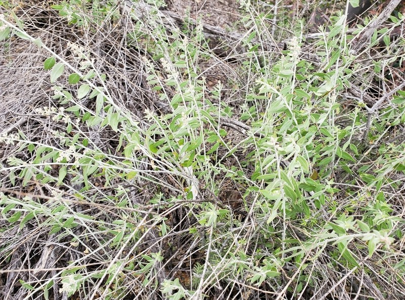Texas Shrub photo 6